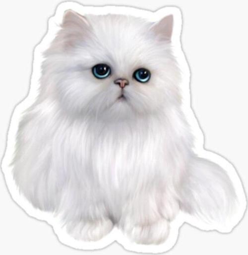 Cins Kedi Iran Kedisi Araba Oto Sticker Etiket Renkli Z3