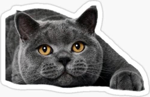 British Shorthair Kedi Araba Oto Sticker Yapıştırma Etiket 17cm Q1