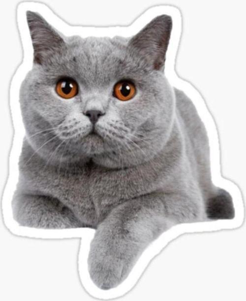 British Shorthair Kedi Araba Oto Sticker Yapıştırma Etiket 17cm Q6