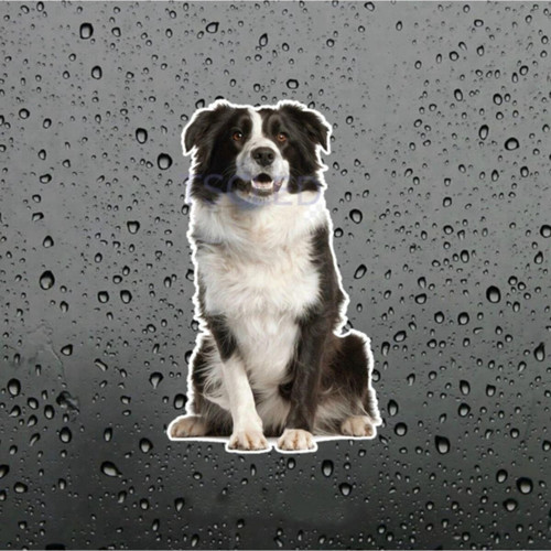 Collie Köpek Araba Sticker Su Geçirmez Model 4