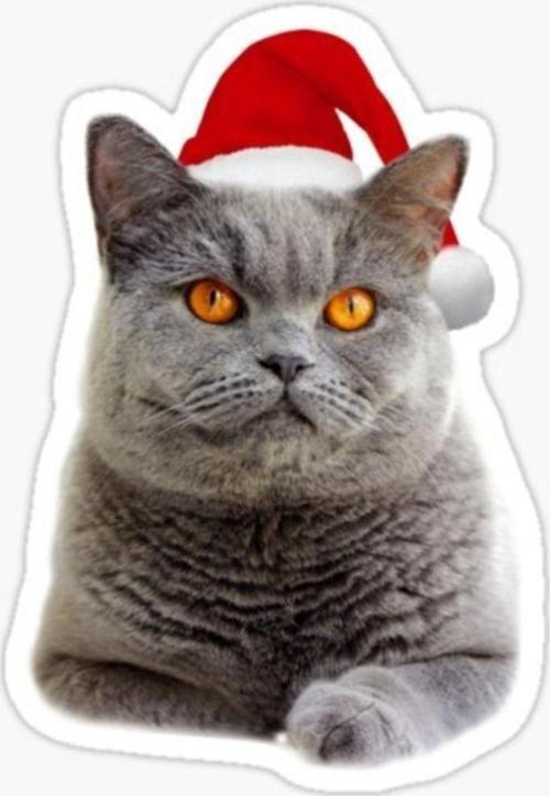 British Shorthair Kedi Araba Oto Sticker Yapıştırma Etiket 17cm Z5