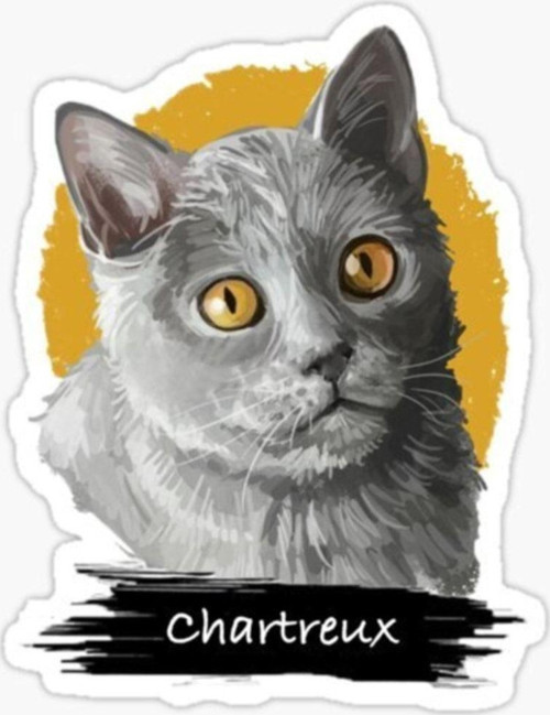 Chartreux Kedi Araba Oto Sticker Etiket Renkli V1
