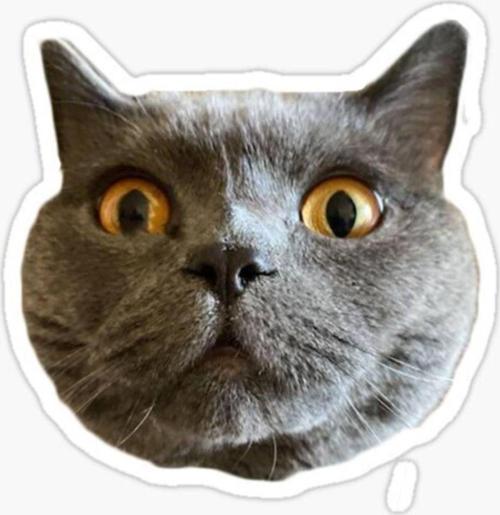 Chartreux Kedi Araba Oto Sticker Etiket Renkli V3