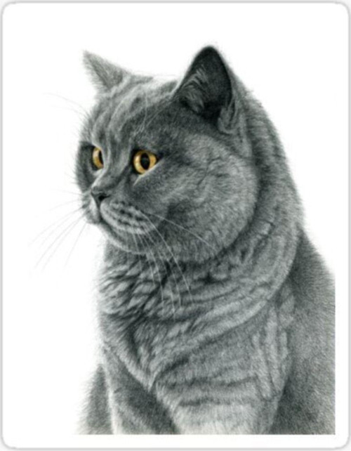 Chartreux Kedi Araba Oto Sticker Etiket Renkli V7