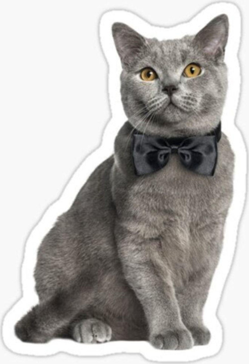 Chartreux Kedi Araba Oto Sticker Etiket Renkli V9