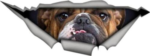 Bulldog Köpek Sticker Yapıştırma