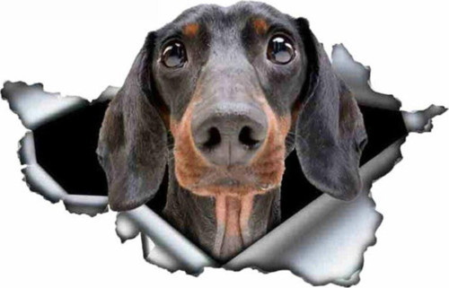 Dachshund Yırtık Deseni Araba Sticker Model1