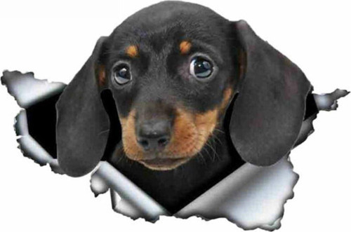 Dachshund Yırtık Deseni Araba Sticker Model2