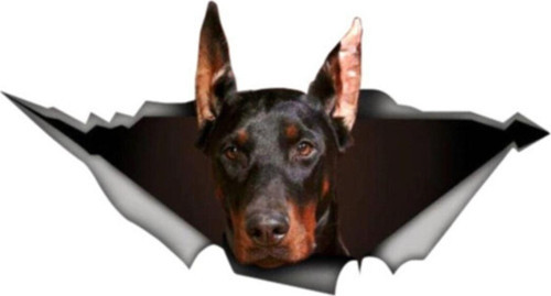 Doberman Araba Sticker Yapıştırması 20 Cm