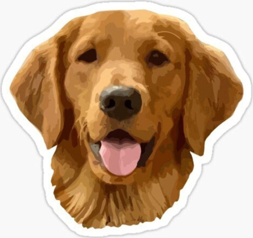 Golden Retriever Köpek Sticker Araba Oto Yapıştırması 17cm A8