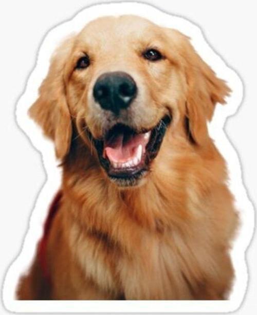Golden Retriever Köpek Sticker Araba Oto Yapıştırması 17cm A9