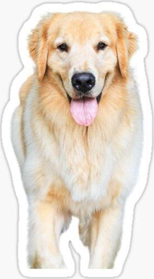Golden Retriever Köpek Sticker Araba Oto Yapıştırması 17cm B1