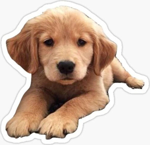 Golden Yavrusu Köpek Sticker Araba Oto Yapıştırması 17cm A4