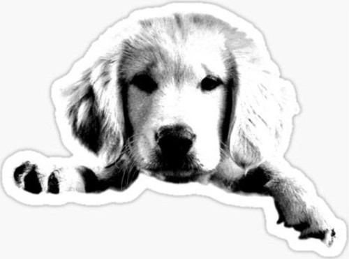 Golden Yavrusu Köpek Sticker Araba Oto Yapıştırması 17cm A5