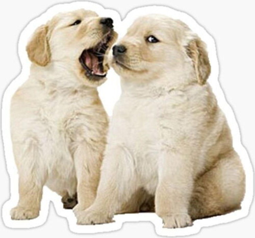 Golden Yavrusu Köpek Sticker Araba Oto Yapıştırması 17cm A7