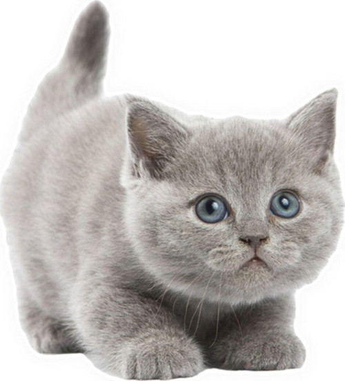 Güzel Gri Cins Kedi Araba Sticker Yapıştırması