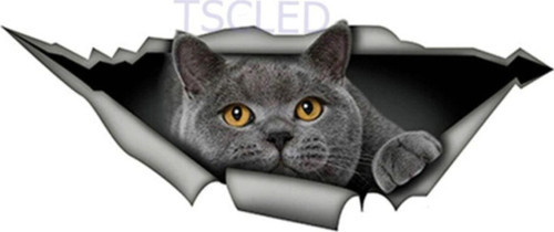 Ingiliz Shorthair Komik Kedi Araba Sticker Çıkartması
