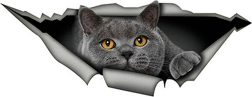 İngiliz Shorthair Komik Kedi Araba Sticker Gri