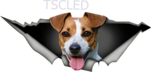 Jack Russell Köpek Sticker Yapıştırması Oto Sticker