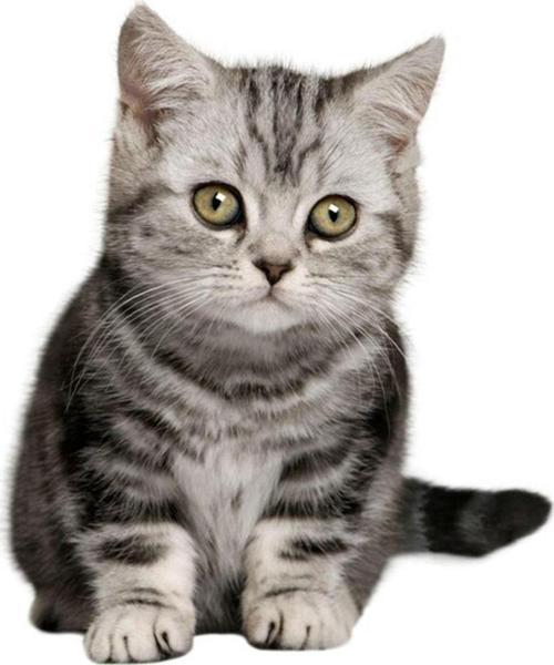 Minik Sevimli Kedi Araba Sitcker Yapıştırması 19cm