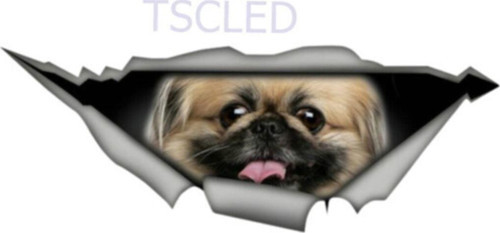 Pekingese Pet Yırtık Araba Sticker Su Geçirmez Çıkartma