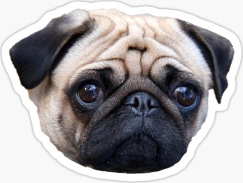 Pug Irkı Cinsi Köpek Sticker Araba Oto Yapıştırması 17cm B2