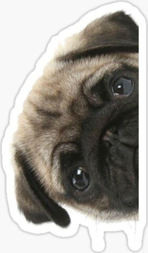 Pug Irkı Cinsi Köpek Sticker Araba Oto Yapıştırması 17cm N8