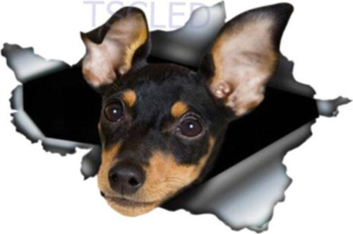 Pinscher Yırtık Metal Araba Sticker Su Geçirmez Pet Çıkartması