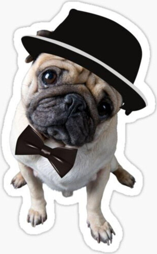 Pug Irkı Cinsi Köpek Sticker Araba Oto Yapıştırması 17cm Z9