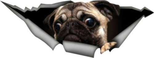 Pug Pet Komik Araba Sticker