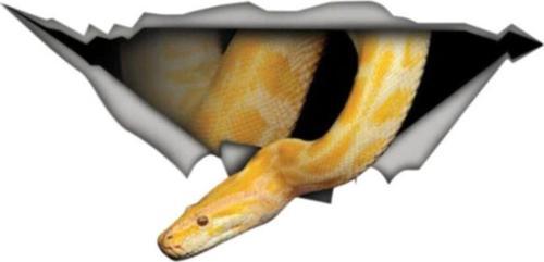 Piton Araba Sticker Yapıştırması 20 cm