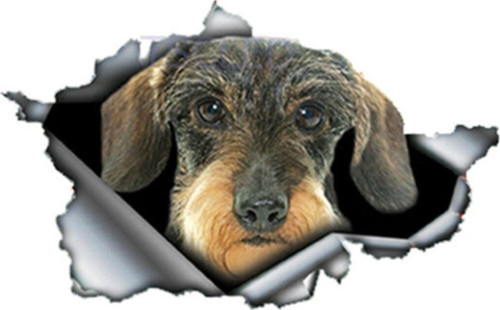Saçlı Dachshund Araba Sticker Kişiselleştirilmiş Çıkartması