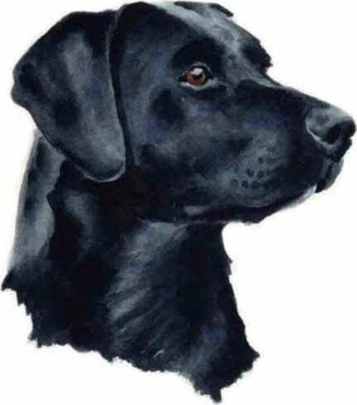 Siyah Labrador Araba Sticker