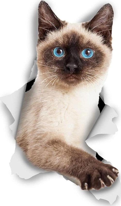 Siyam Kedi Sevimli Araba Çıkartması Su Geçirmez 18cm