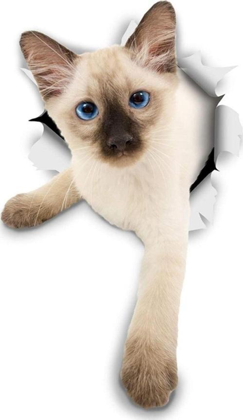Siyam Yavru Kedi Sevimli Araba Çıkartması 18cm