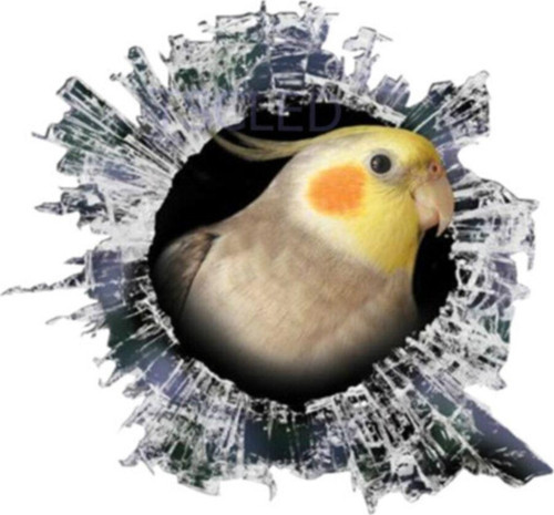 Sevimli Kuş Papağan Çıkartması Araba Sticker