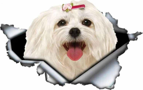 Sevimli Maltese Cinsi Köpek Araba Sticker Yapıştırması 19cm