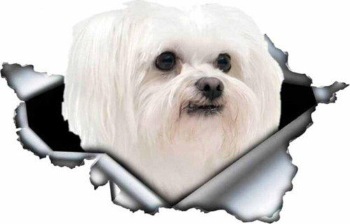 Sevimli Maltese Cinsi Köpek Araba Sticker Yapıştırması Model2