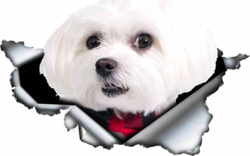 Sevimli Maltese Cinsi Köpek Araba Sticker Yapıştırması Model4