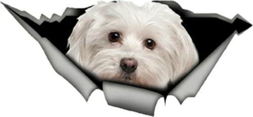 Sevimli Maltese Cinsi Köpek Araba Sticker Yapıştırması Model6