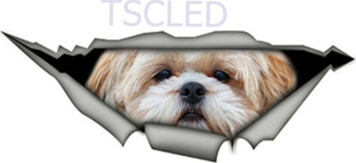 Shih Tzu Cinsi Sevimli Köpek Araba Sticker Yapıştırması