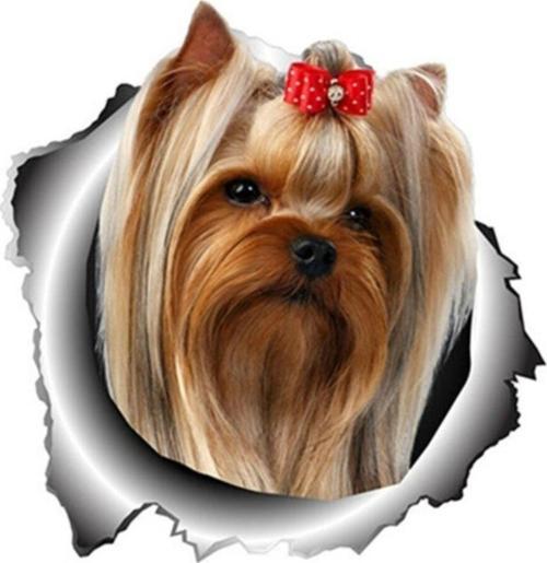 Yorkshire Terrier Etiket Araba Sticker Yapıştırması