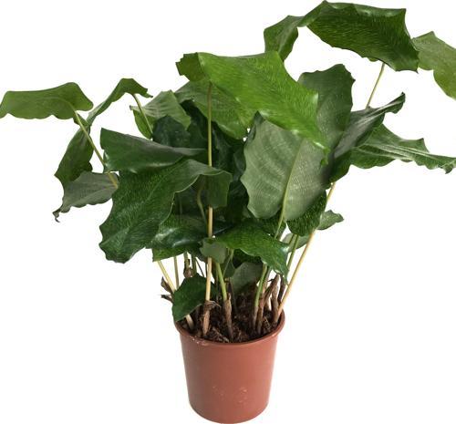 Calathea Musaica ‘Network’ (Dua Çiçeği)