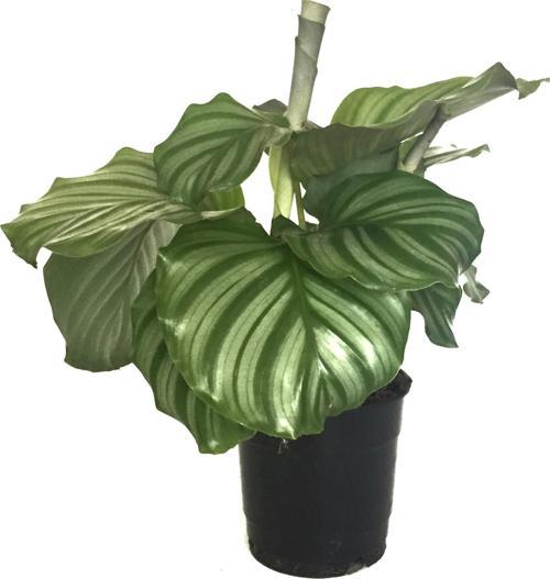 Calathea Orbifolia (Dua Çiçeği)