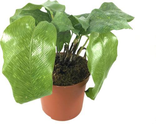 Calathea Musaica ‘Network’ (Dua Çiçeği)