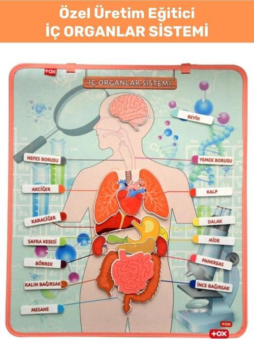 Premium İç Organlar İsim Şekil İşlev Öğretici Eğlenceli İnsan Vücut İÇ ORGANLAR SİSTEMİ CIRTLI PANO