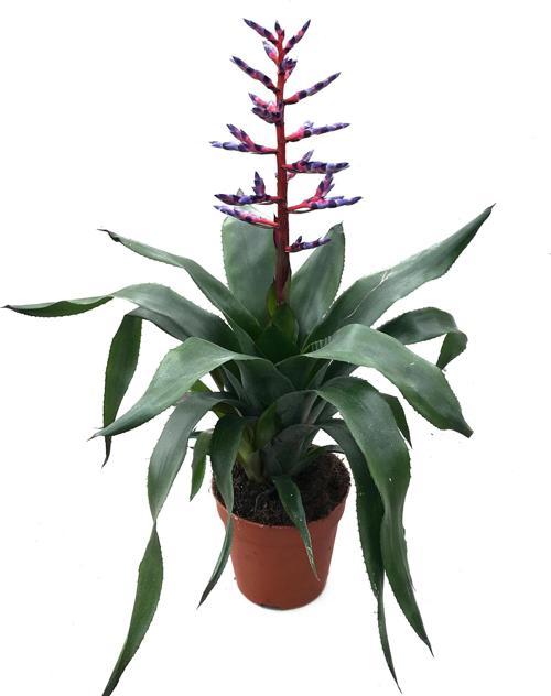 Aechmea 'Blue Rain' (Kupa Çiçeği)