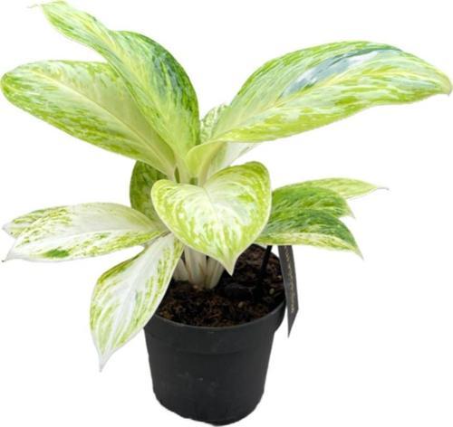 Aglaonema 'Arctic Lime'