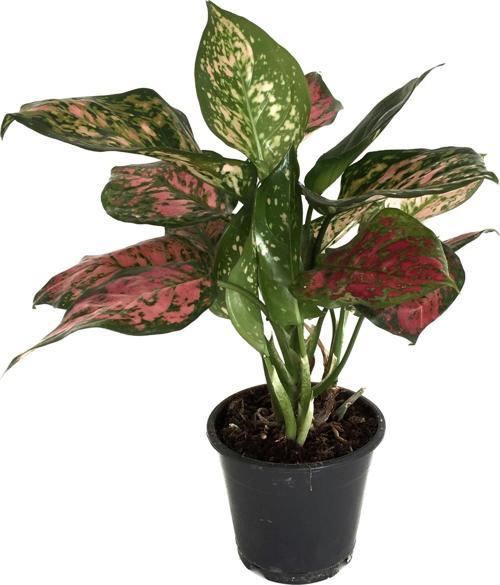 Aglaonema 'Dud Unyamanee'
