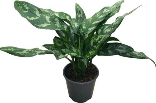 Aglaonema 'Maria'
